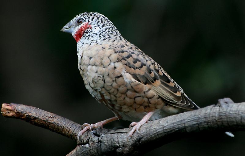 Frieda 059no2.jpg - Bandkeelvink. mannetjie .Cut-throat Finch 10-11cm groot...